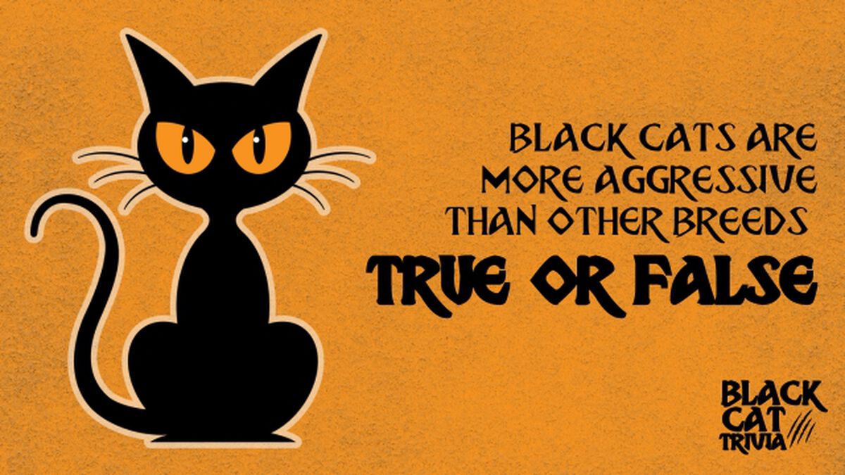 Black Cat Trivia image number null